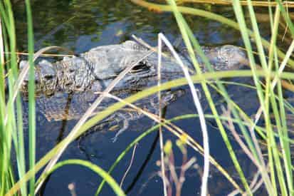 Cajun Pride Swamp Tours with Lunch by United Front Transportation Services