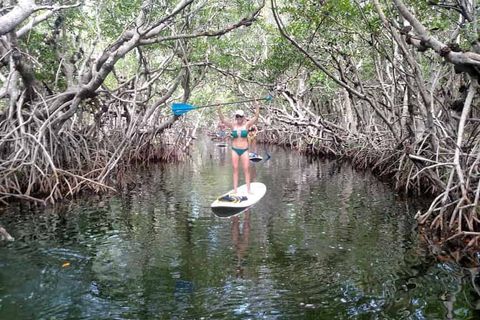 Mangroves and Manatees 2 Hour Eco-Tour