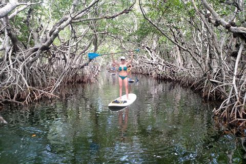 Mangroves Kayak and Paddleboard Rentals