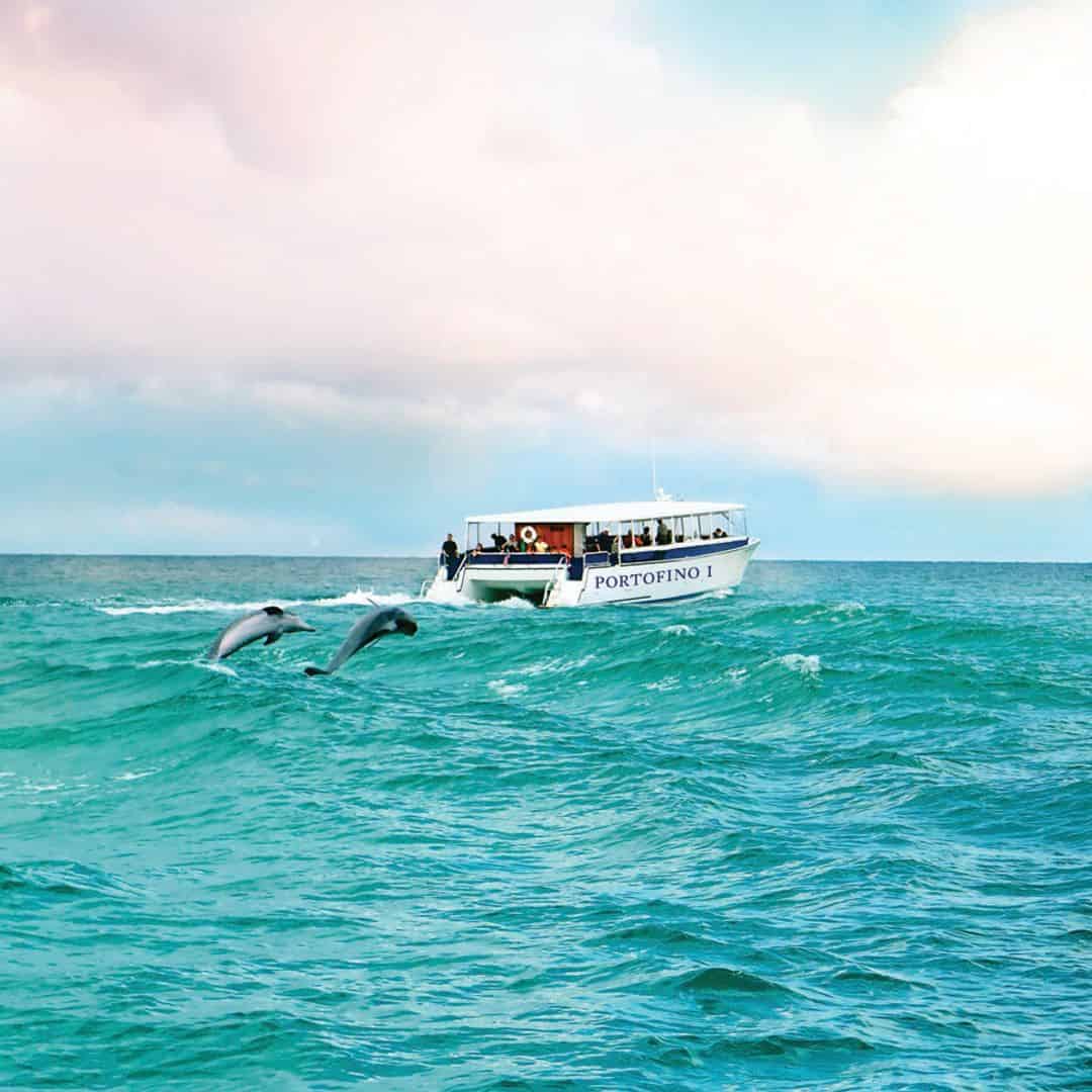 dolphin cruises pensacola beach florida
