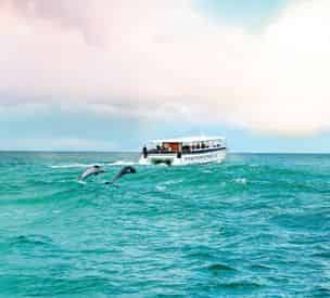 Pensacola Beach Sunset Dolphin Cruise