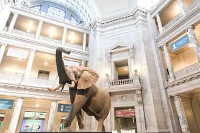 Stories of the Smithsonian Natural History Museum