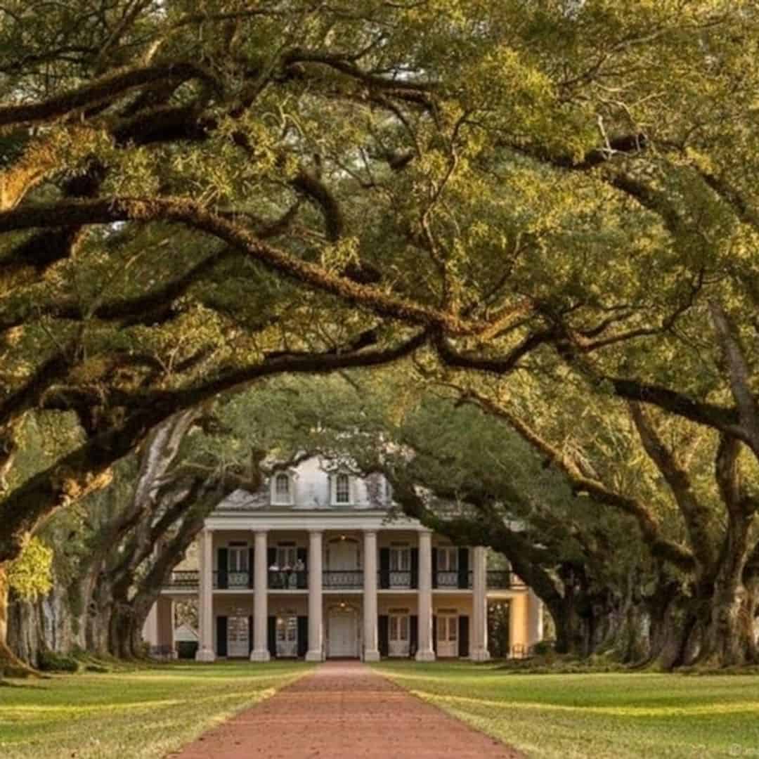 Airboat Swamp & Oak Alley Plantation Tour - TripShock!