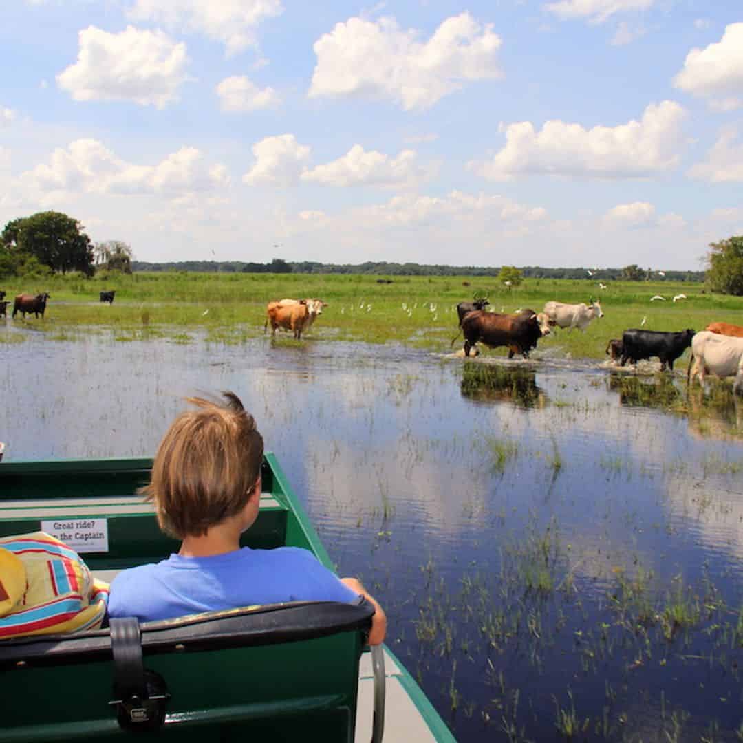 30 Minute Airboat Tour & Gator Park Admission TripShock!