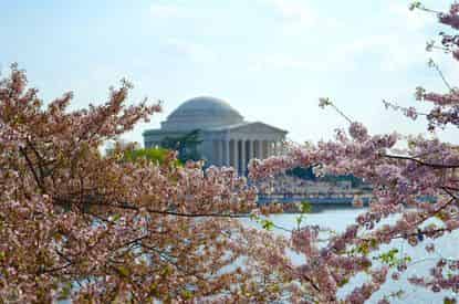 Cherry Blossom Segway Tour
