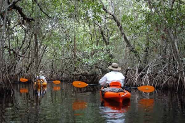 Mangrove-Tunnel-Kayak-Eco-Tour