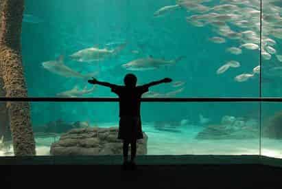 New Orleans Aquarium of The Americas Admission Tickets