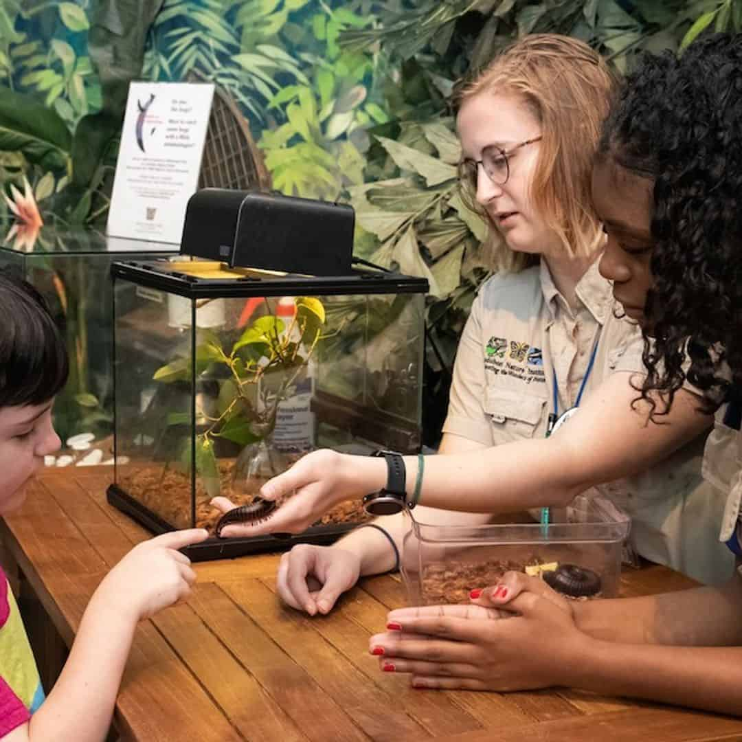 New Orleans Audubon Butterfly Garden & Insectarium Admission Ticket