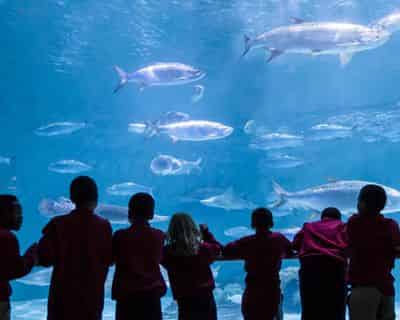 New Orleans Zoo, Aquarium, Butterfly Garden & Insectarium Combo Deal