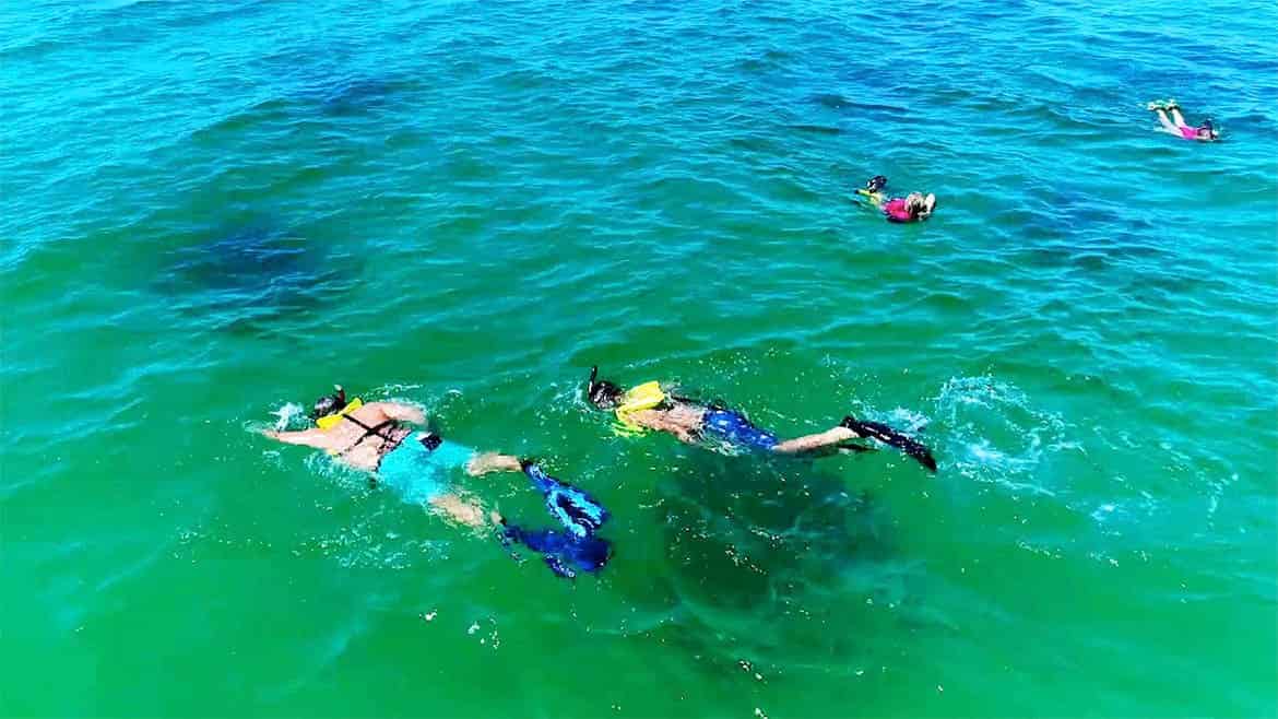 Artificial-Reef-Guided-Snorkel-Tour-Grayton-Beach-Turtle-Reef