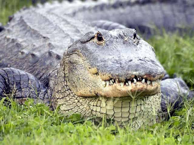 Gatorland Orlando - Alligator Capital of the World