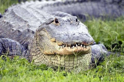 Gatorland Orlando - Alligator Capital of the World