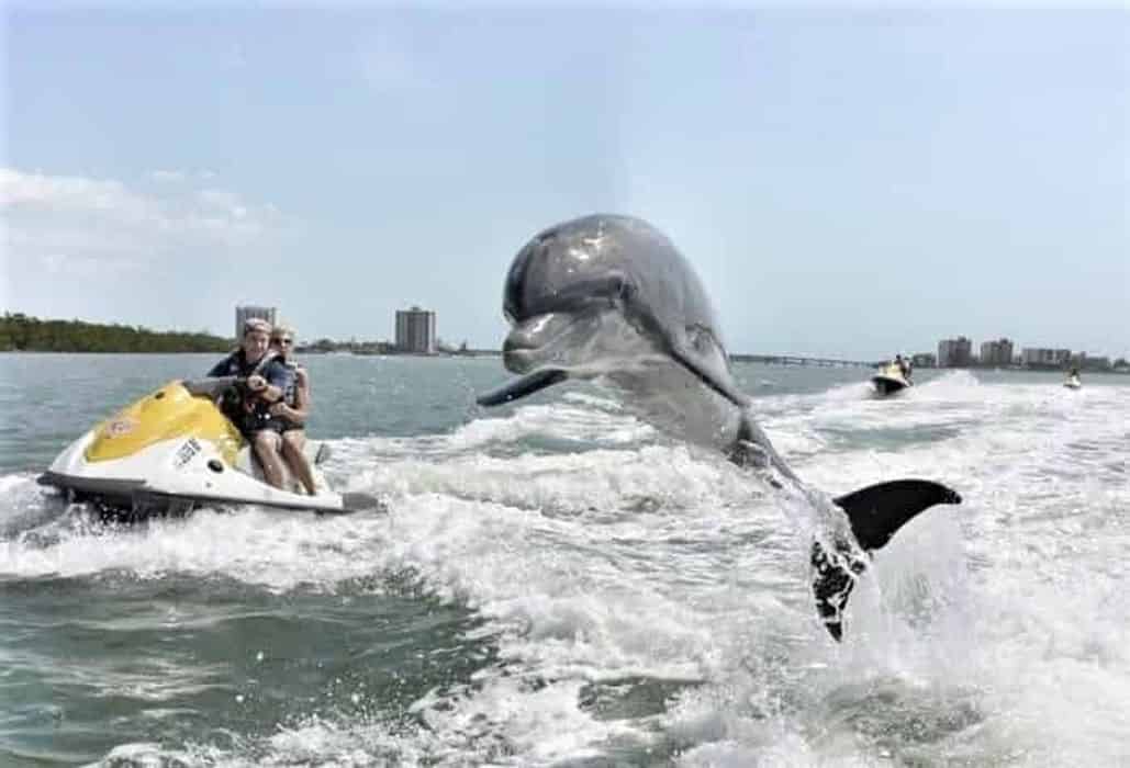 destin dolphin tour jet ski