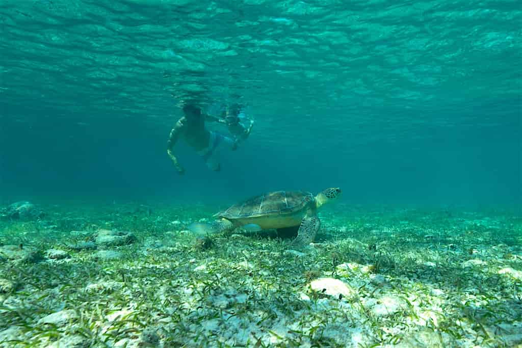 Shelldons-Sea-Turtle-Underwater-Adventure