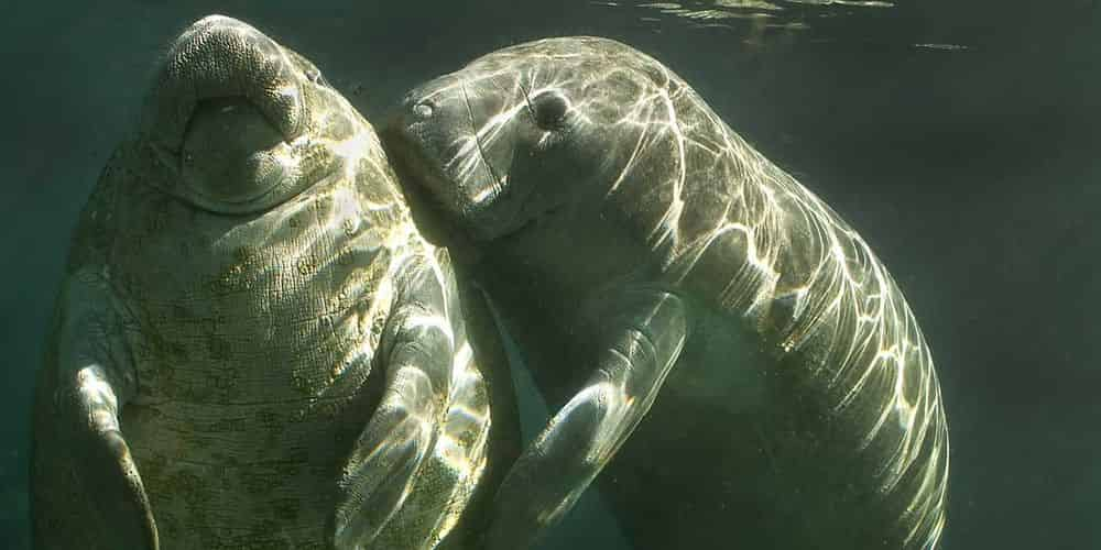 Naples Manatee Adventures