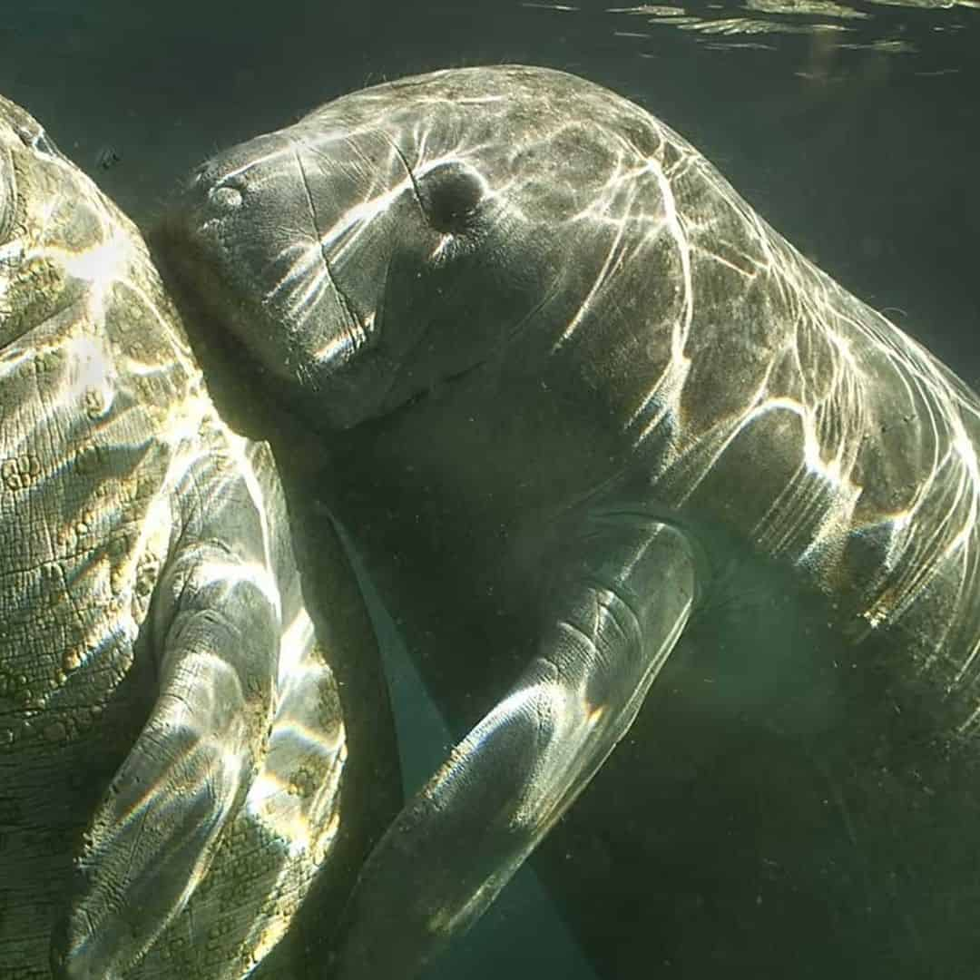 manatee sightseeing eco tourism tour adventure