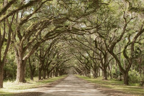 Wormsloe and Bonaventure Cemetery Tour