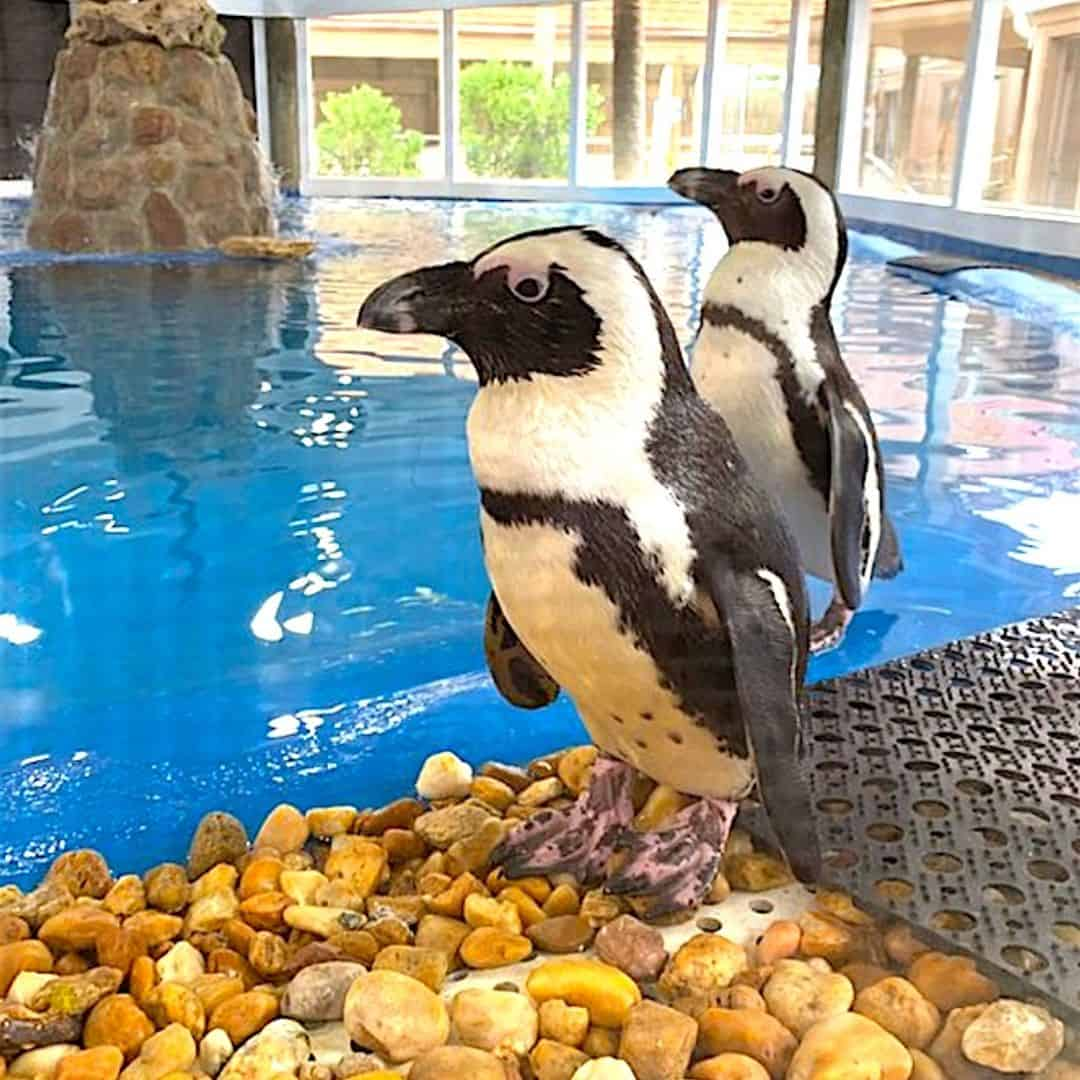 African Black Footed Penguin Encounter at Gulf World 