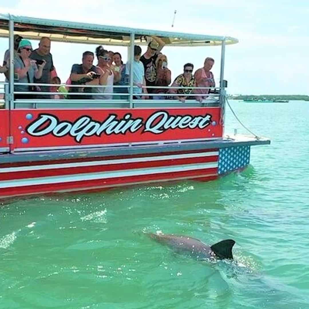 dolphin tours sponge docks