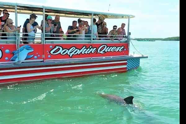 Tampa-Bay-Dolphin-Tour-Aboard-the-Dolphin-Quest