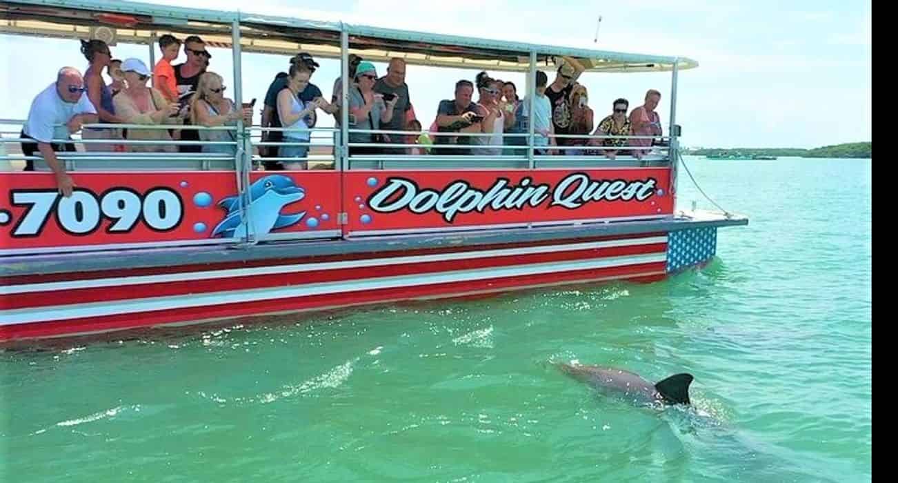 dolphin tour tampa florida
