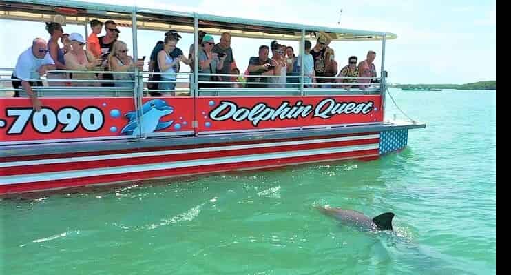 Tampa-Bay-Dolphin-Tour-Aboard-the-Dolphin-Quest