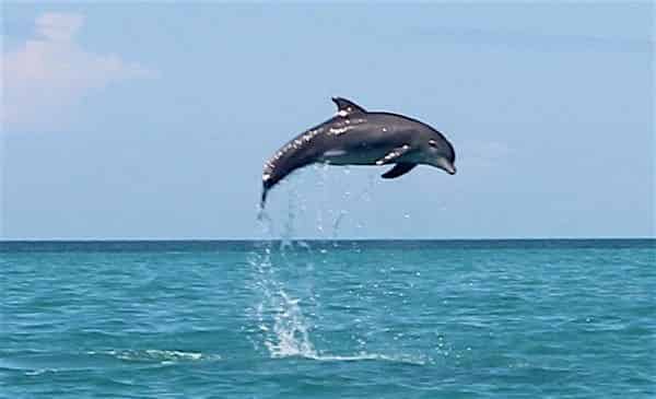 Private-Key-West-Dolphin-Sightseeing-Charter