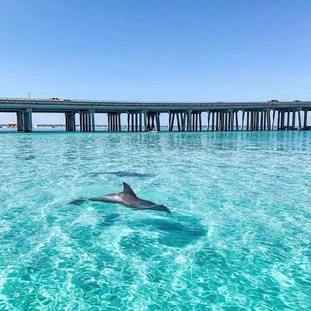 Guided Jet Ski Dolphin Tour - TripShock!