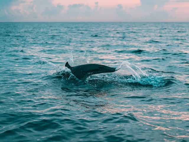 Wild Dolphin Excursion