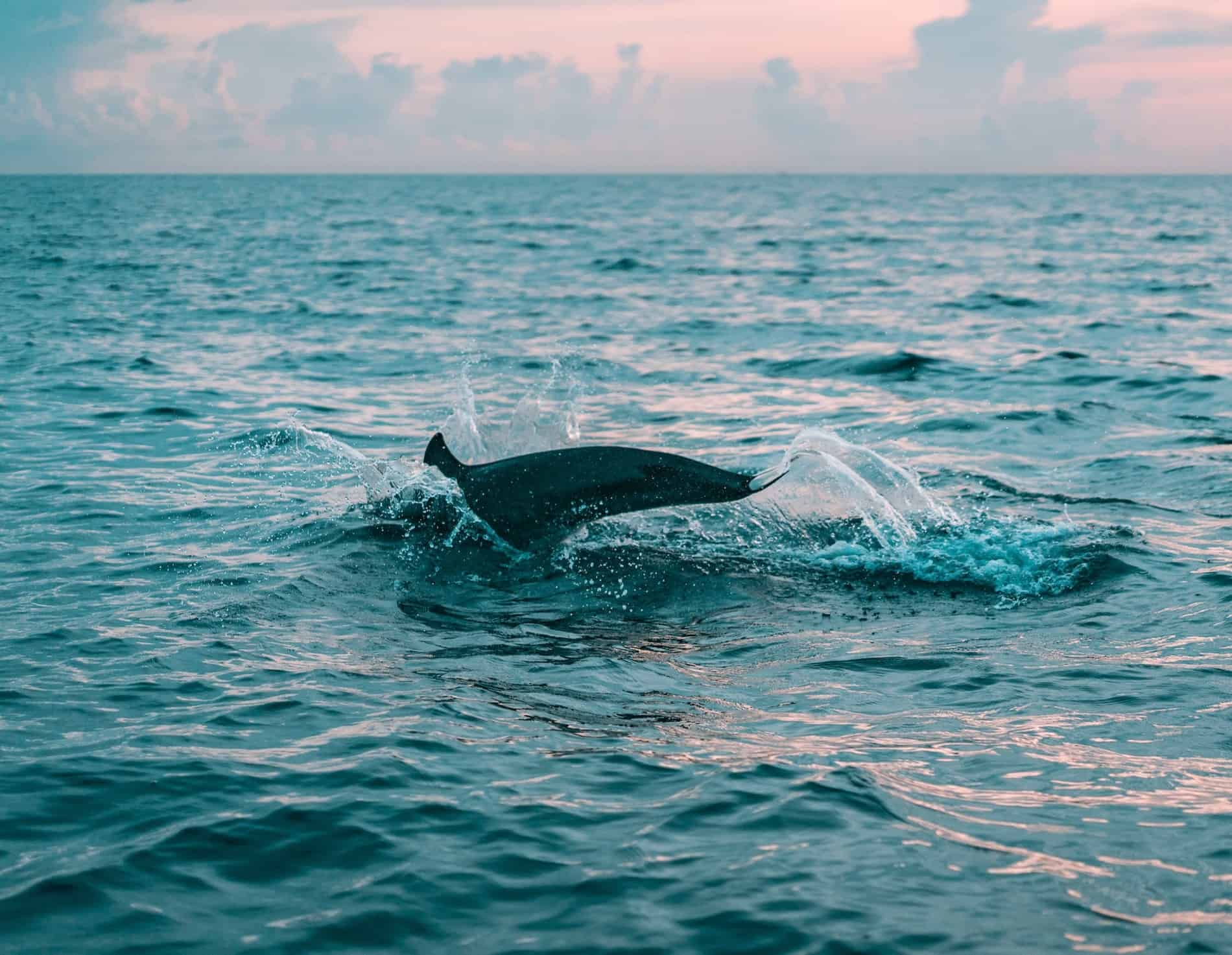 Wild-Dolphin-Excursion