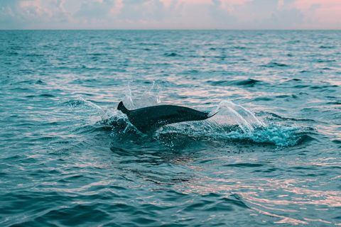 Panama City Beach: Wild Dolphin Excursion