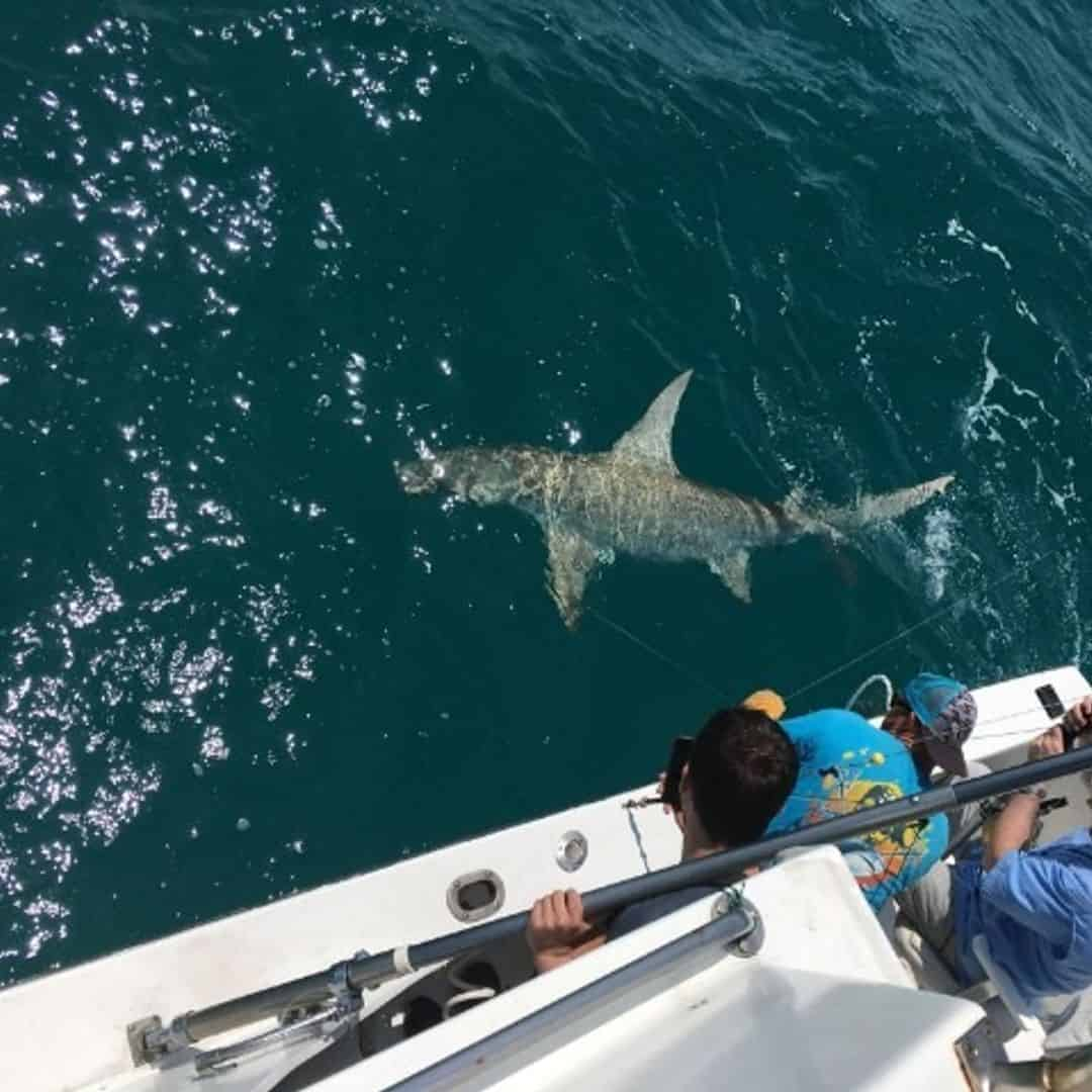 Key West Premium Head Boat Fishing Experience - TripShock!