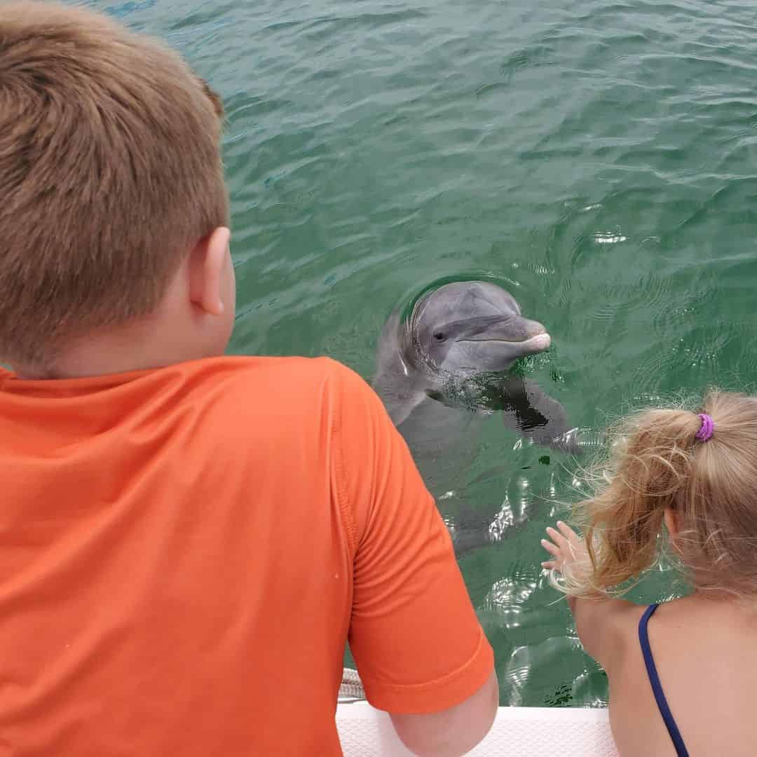 Private Wild Dolphin Excursion - TripShock!