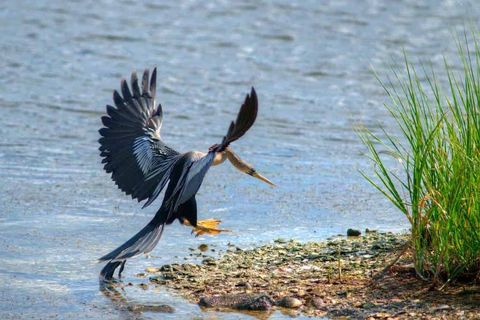 Murrells Inlet Saltwater Marsh Bird Watching & Eco Excursion