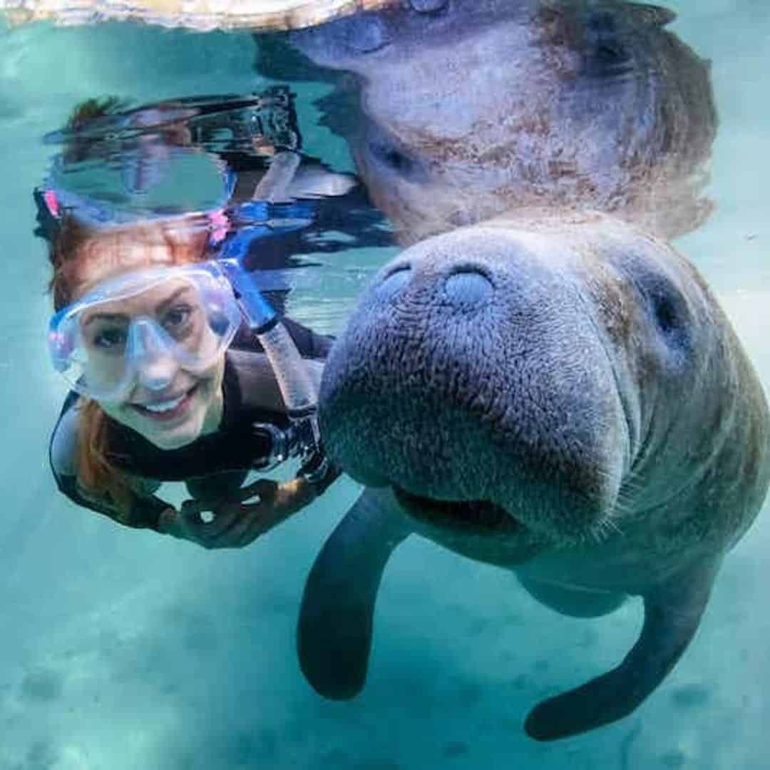 Discover Florida Tour + Swim with Manatees Adventure - TripShock!