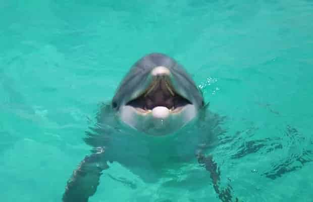 Private-Panama-City-Dolphin-Tour