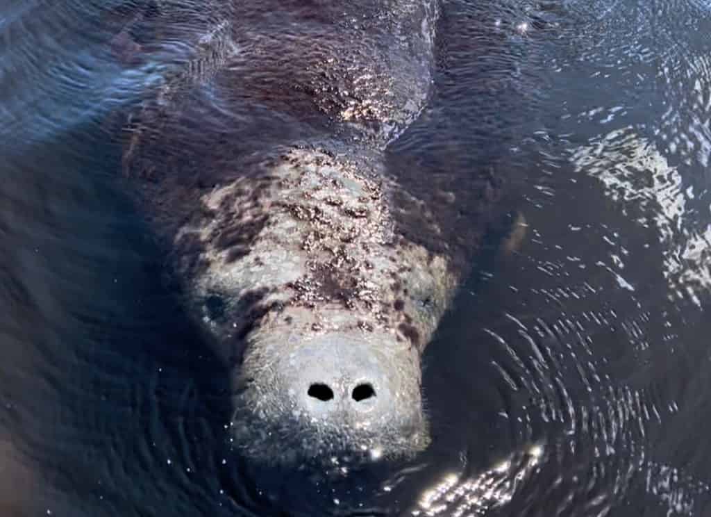 Manatee-Sightseeing-and-Wildlife-Boat-Tour