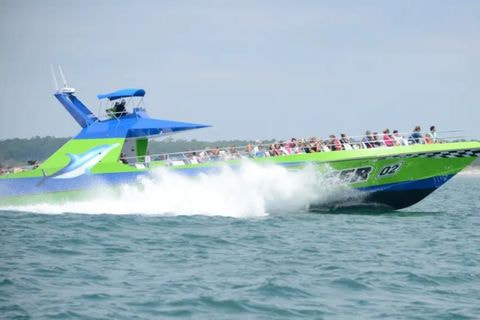 Dolphin Cruise on the Sea Racer