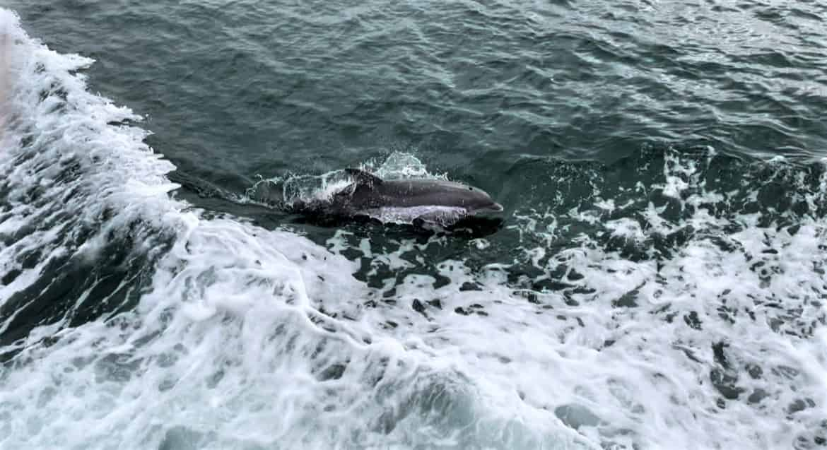 2-Hour-St-Andrew-Bay-Sunset-Dolphin-Tour