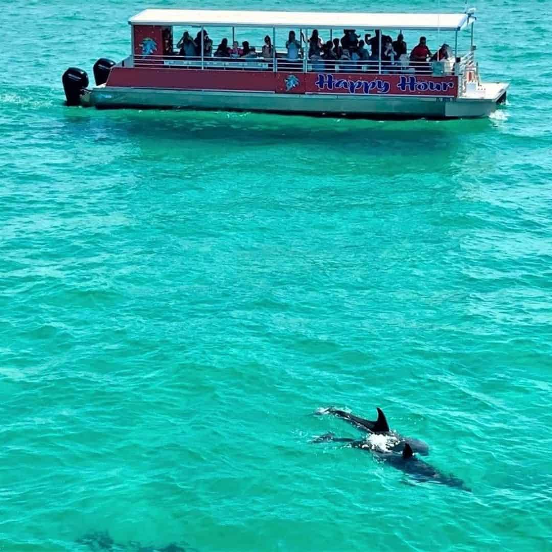 dolphin cruises pensacola beach florida