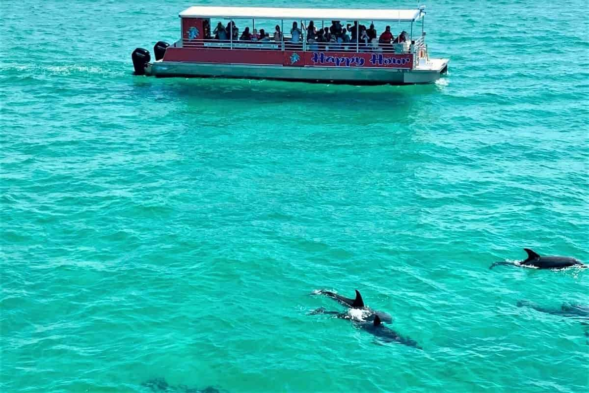 dolphin cruises pensacola beach florida