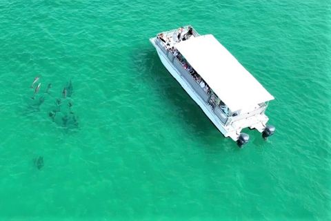 Destin: Flipper's Dolphin Cruise
