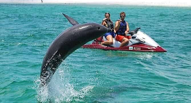 Dolphin-Excursion-on-a-Waverunner