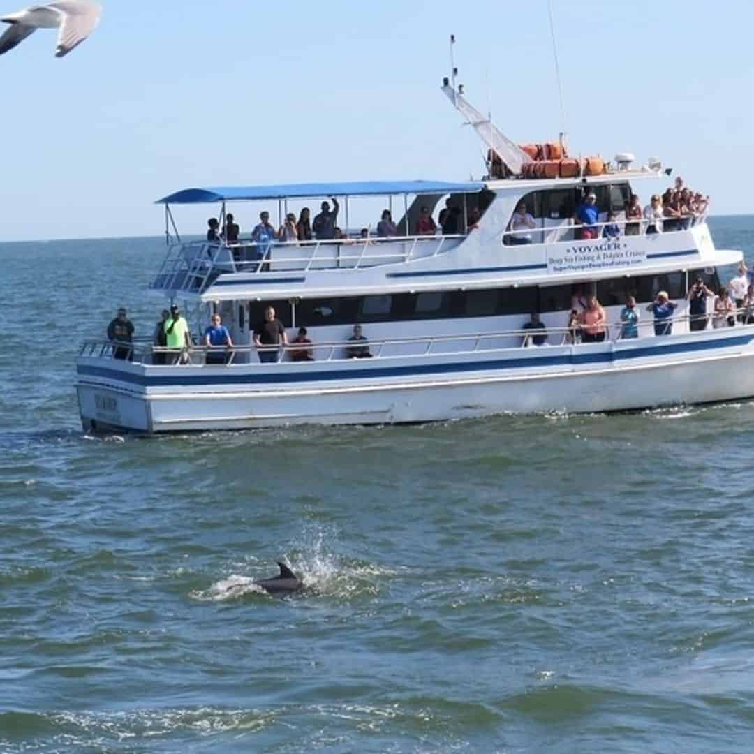 dolphin cruises north myrtle beach