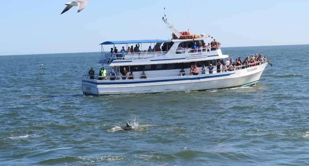 North-Myrtle-Beach-Dolphin-Adventure-Cruise