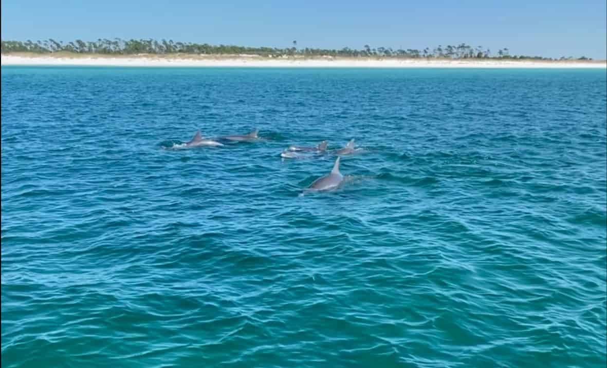 Panama-City-Beach-Dolphin-Sightseeing-Cruise