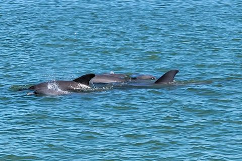 Fort Myers Beach: Dolphin and Sightseeing Boat Cruise with Complimentary Drinks Included