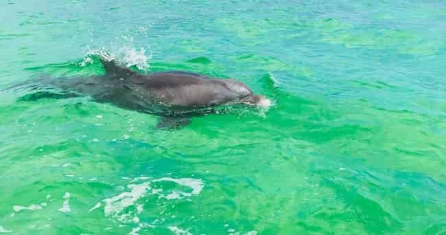 Pensacola-Beach-Semi-Private-Dolphin-Boat-Cruise