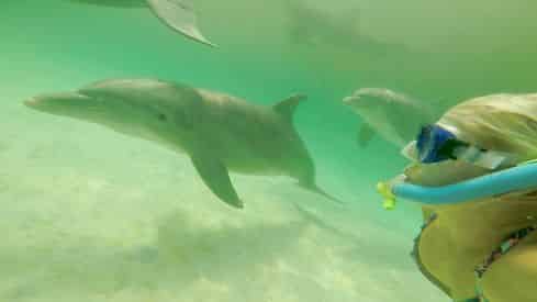 4 Hour Shell Island Dolphin Swim Experience