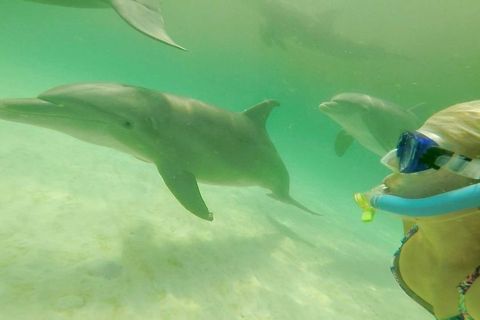 Panama City Beach: Shell Island Dolphin Swim Experience